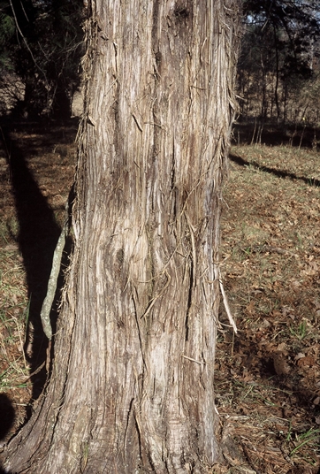 {Juniperus virginiana}